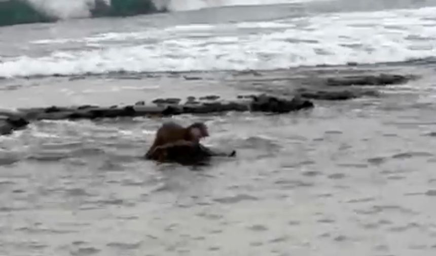 Tekirdağ'da su samuru görüntülendi
