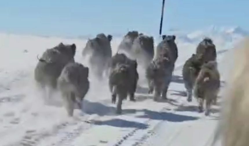 Van'da mahalle yakınına inen domuz sürüsü görüntülendi
