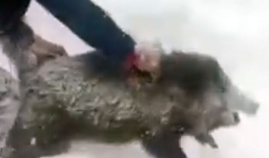 Yaban domuzunu yakaladı, sevdikten sonra tekrar bıraktı