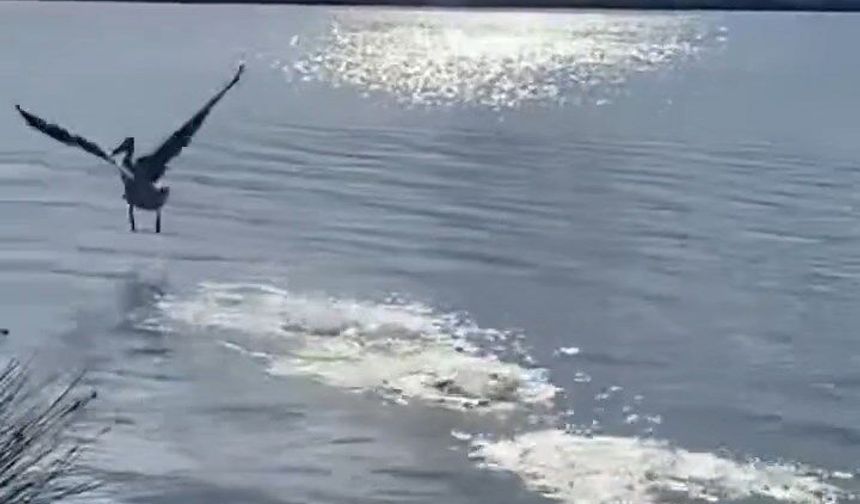 Yaralı ak pelikan 5 aylık tedavisinin ardından doğaya salındı