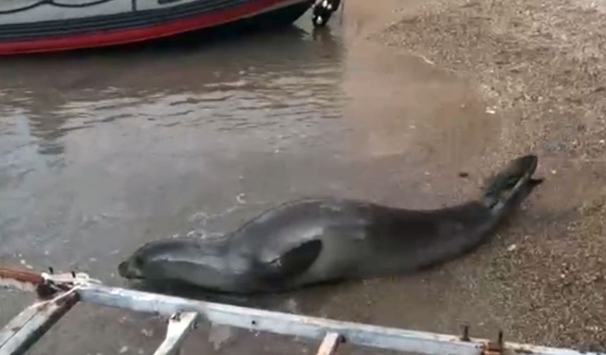Yunanistan'dan kaçıp geldiği Antalya sahilinde dinlenen Akdeniz foku, mavi sularla buluşturuldu