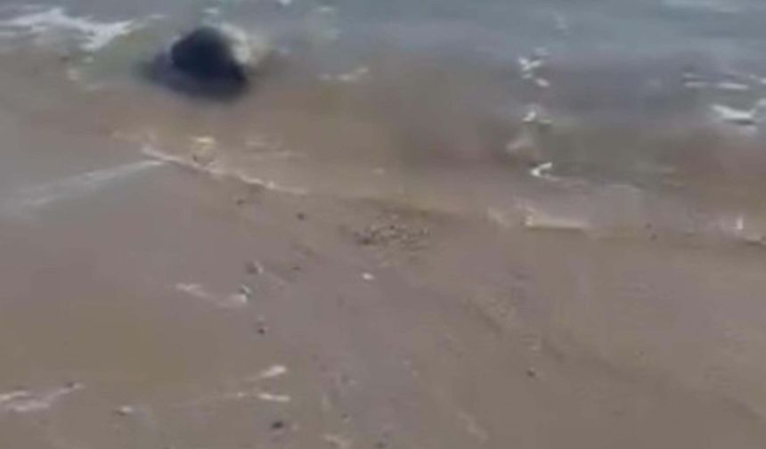 Çanakkale'de karaya vuran caretta caretta kurtarıldı