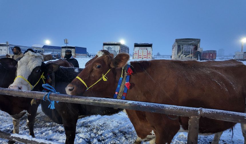 Kış şartları, Türkiye'nin en büyük hayvan pazarını olumsuz etkiledi