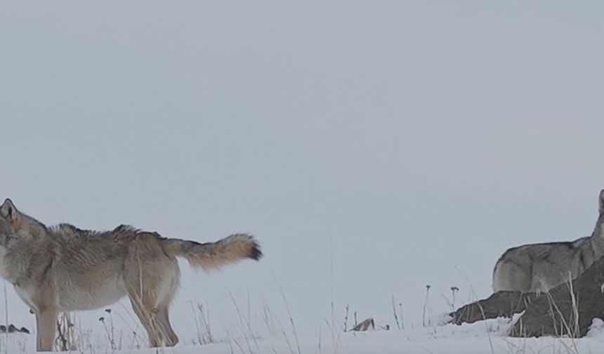Köye inen kurtlar dronla görüntülendi