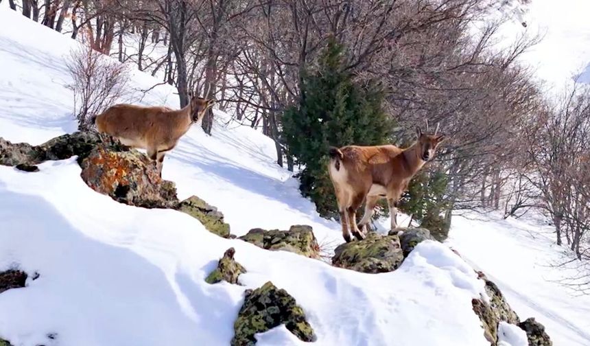Munzur Dağları'nda sürü halindeki dağ keçileri dronla görüntülendi