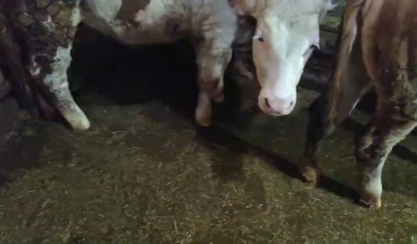 Muş'ta sağanak nedeniyle ev ve ahırları su bastı