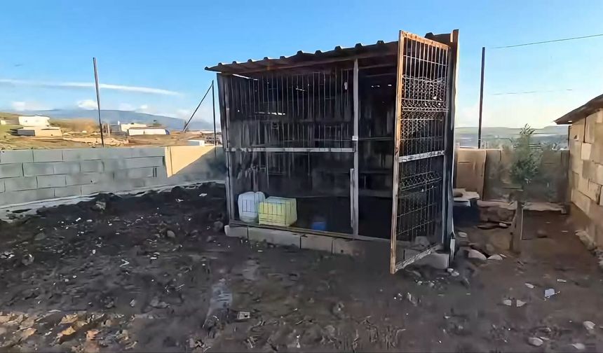 Osmaniye'de güvercin hırsızlığı kamerada