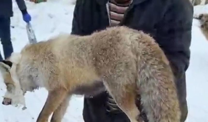 Yaralı tilkiye Başkan Demir sahip çıktı