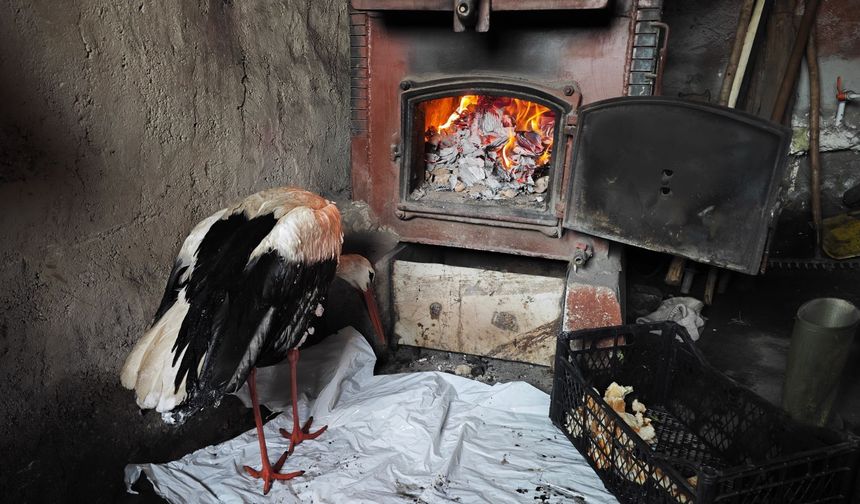 Yuvasından düşüp, kanatları donan leyleği kurtardı