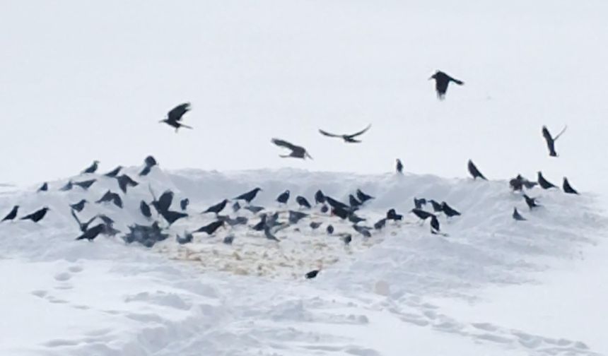 10 yıldır 'Allah'ın misafiri' dedikleri kuşları yemliyorlar