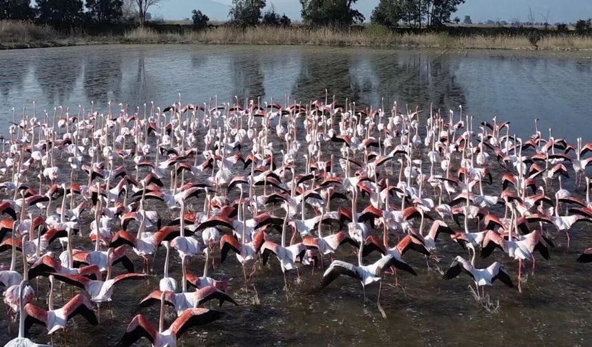 Büyük Menderes'teki taşkın nedeniyle tarlalar su altında kaldı; flamingolar bölgeye akın etti