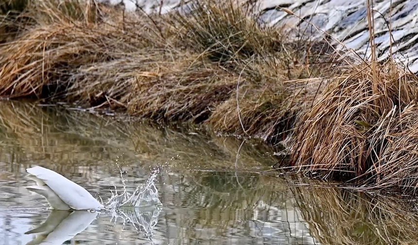 Erzincan'da büyük ak balıkçıl beslenirken görüntülendi
