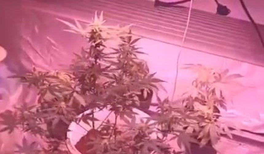 Evdeki 'kenevir serası'na jandarma baskını; 2 gözaltı