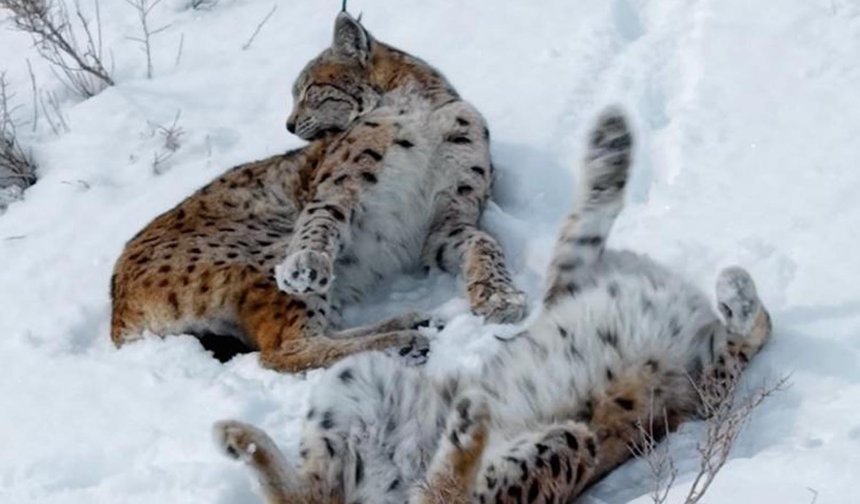 Kar üstündeki vaşaklar görüntülendi