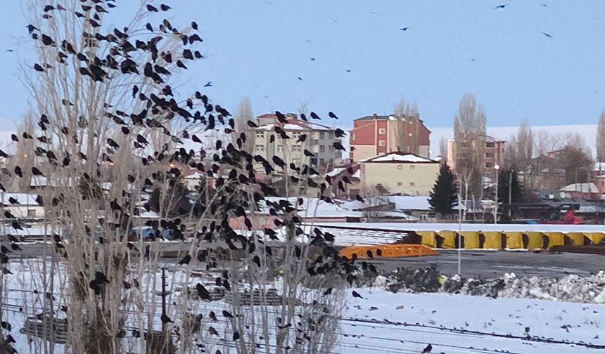 Karga ve sığırcıklar, gökyüzünde görsel şölen oluşturdu