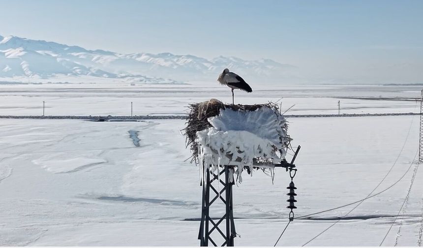 Karla kaplı ovada yuvasındaki leylek görüntülendi