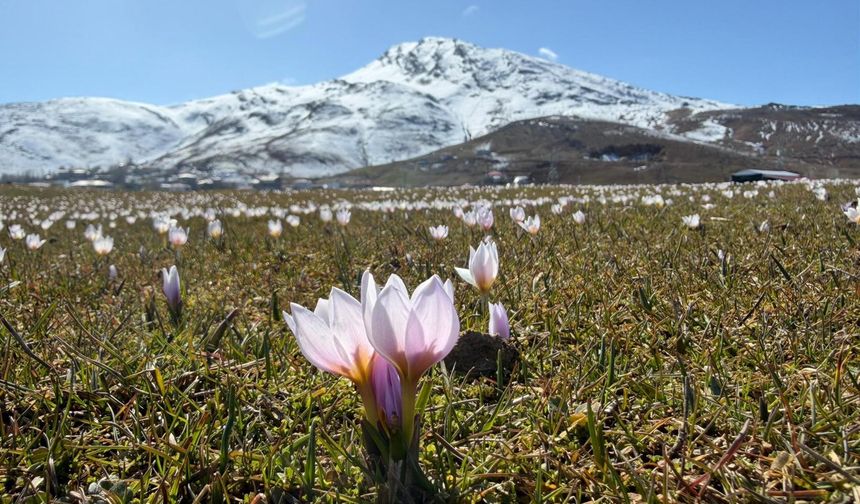 Muş Ovası, baharın müjdecisi çiğdemlerle süslendi