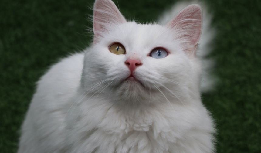 Van Kedi Villası'nın, yeni üyeleri için hazırlıklar başladı