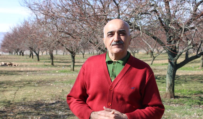 Zirai dondan etkilenen kayısıda bu yıl yüksek verim bekleniyor