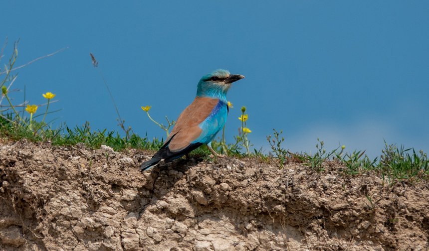 Adıyaman'da gökkuzgun görüntülendi