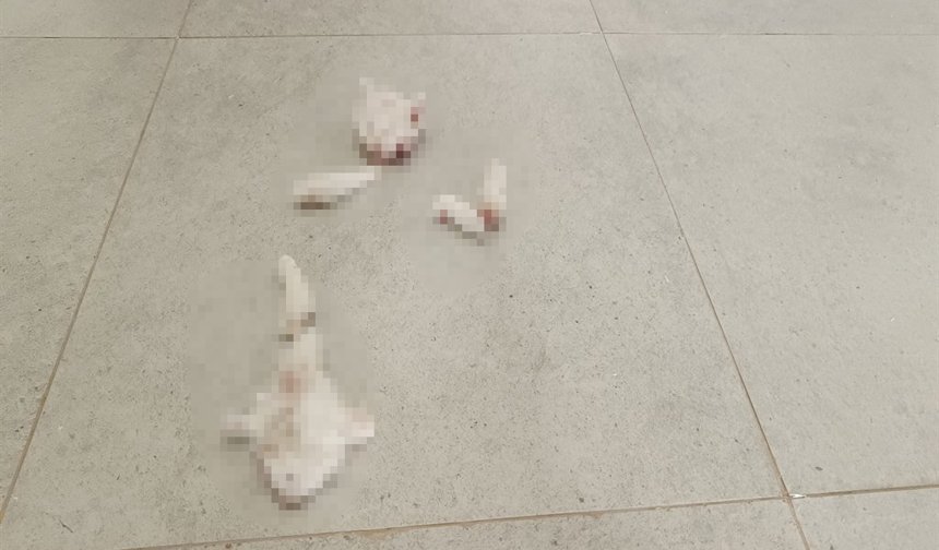 Adıyaman'da parçalanmış halde yavru kedi bulundu