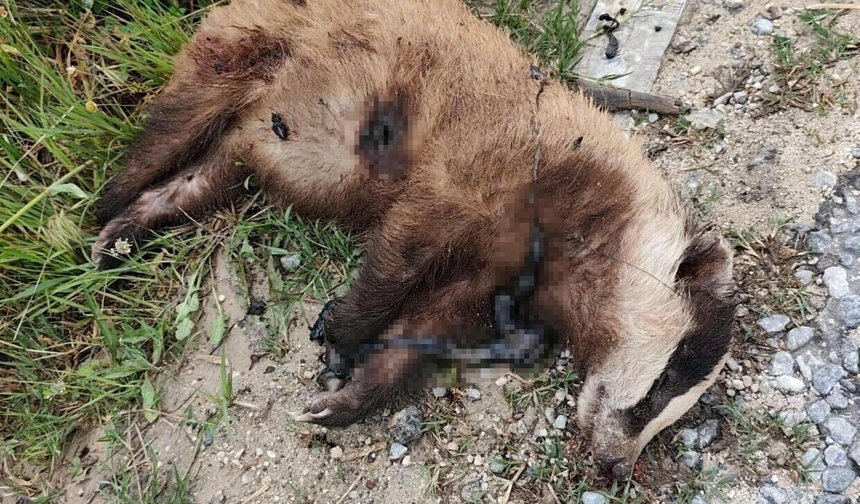Aydın'da nesli tehlike altında olan Avrupa porsuğu silahla öldürüldü