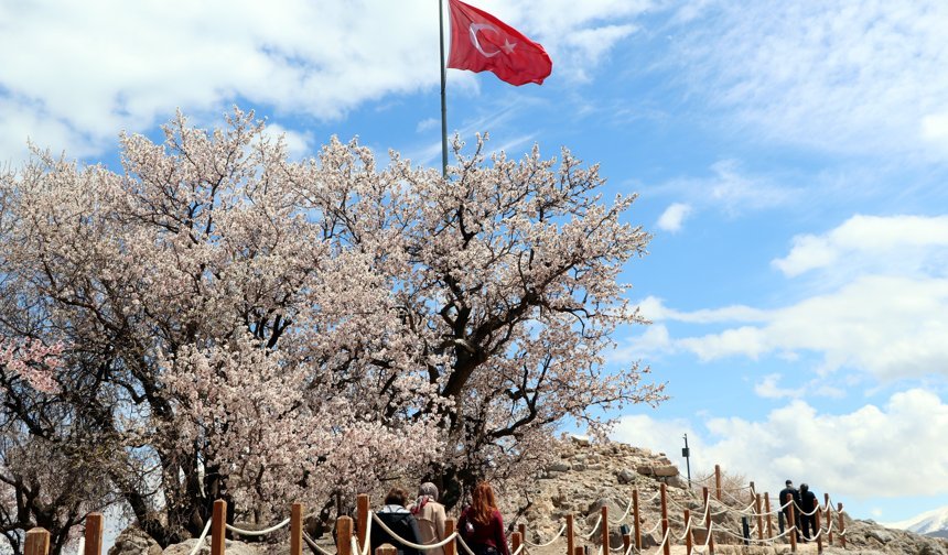 Badem ağaçlarının çiçekleriyle güzelleşen Akdamar Adası'nda turist yoğunluğu