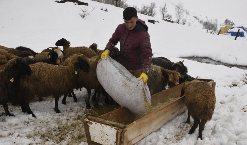 Bitlis'te nisan karı, besicileri zor durumda bıraktı