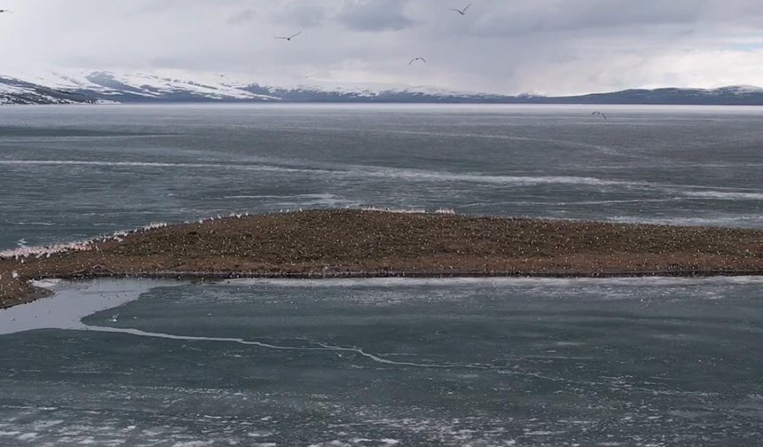 Çıldır Gölü, kuş cennetine döndü