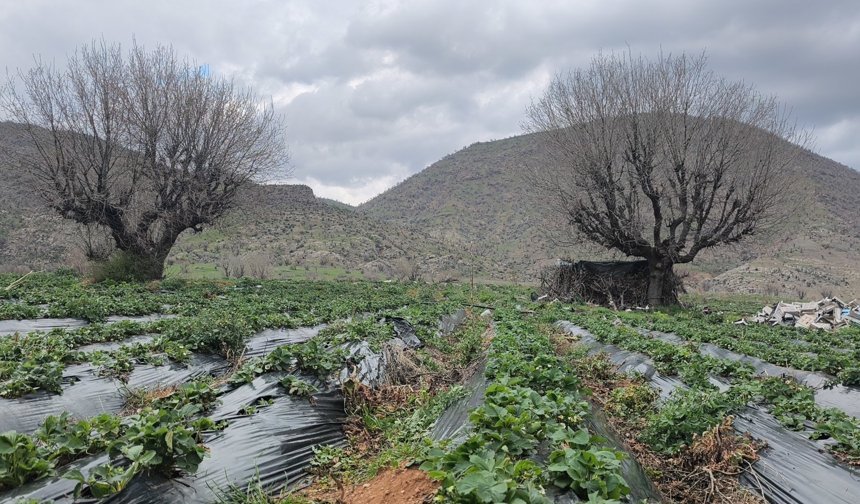 Coğrafi işaretli Sason çileğinde hasat mayısa kaldı / Ek fotoğraflar