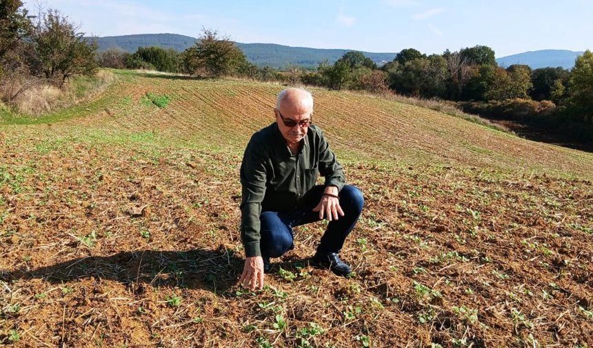 Edirne'de hububatta 'kök çürüklüğü' hastalığı görüldü