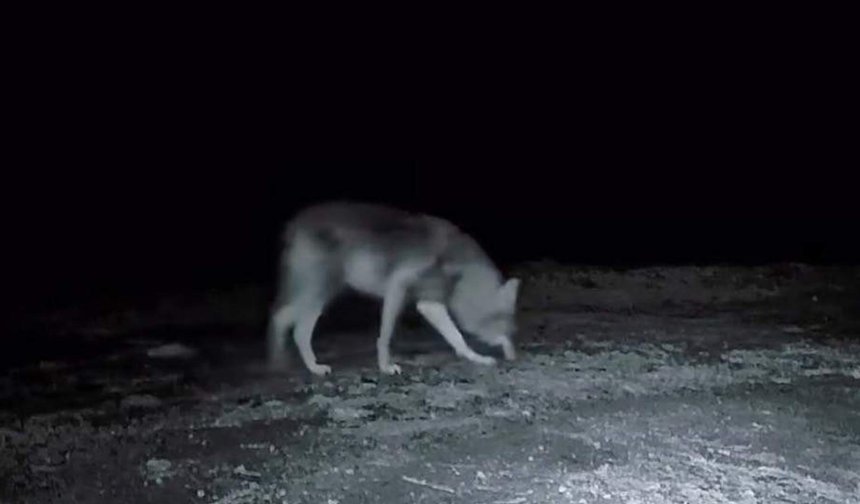 Ganos Dağı'nda fotokapanla kurt, karaca ve porsuk görüntülendi