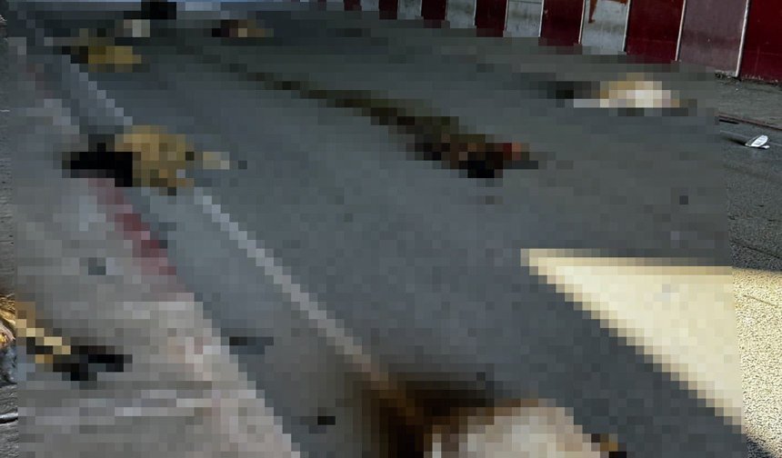 Hatay'da otomobilin çarptığı sürüdeki 17 koyun öldü