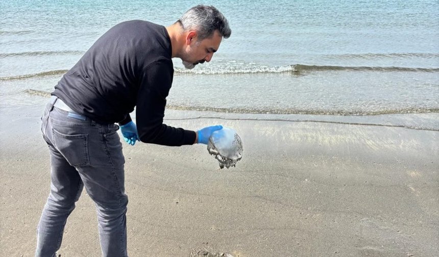 Hatay'da sahilde denizanası yoğunluğu