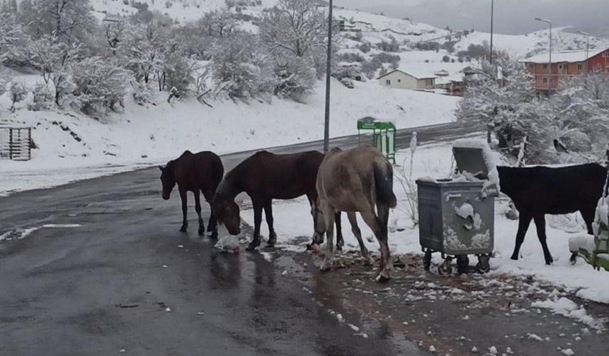 Kar yağışı nedeniyle Ilgar Geçidi ulaşıma kapandı