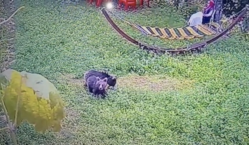 Karabük'ye yiyecek arayan yavru ayılar kamerada