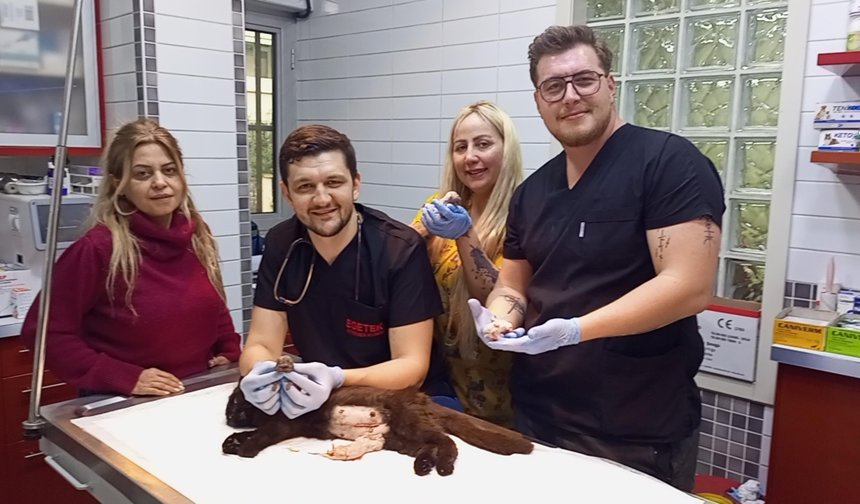 Karnındaki çift başlı ölü yavru sezaryenle alınan kedinin diğer 3 yavrusu kurtarıldı