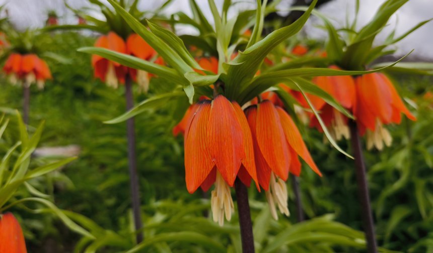 Koparmanın 700 bin lira cezasının olduğu 'ters lale' için Sason'a ziyaretçi akını/Ek fotoğraflar