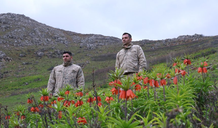 Muş'un zirveleri ters lalelerle renklendi / Ek fotoğraflar