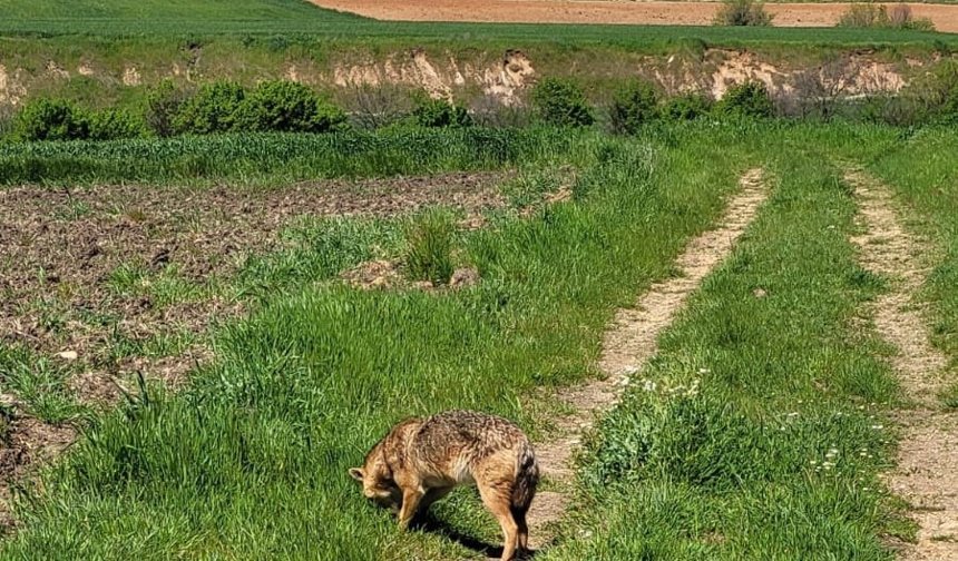 Nesli tükenme tehlikesi altındaki çakal tarlada görüntülendi