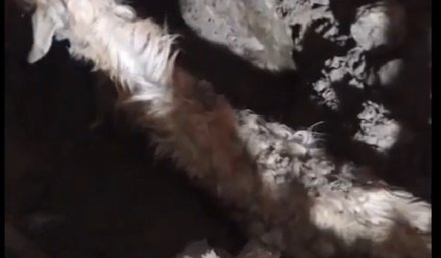 Sağanak nedeniyle çöken ağılda 6 keçi öldü