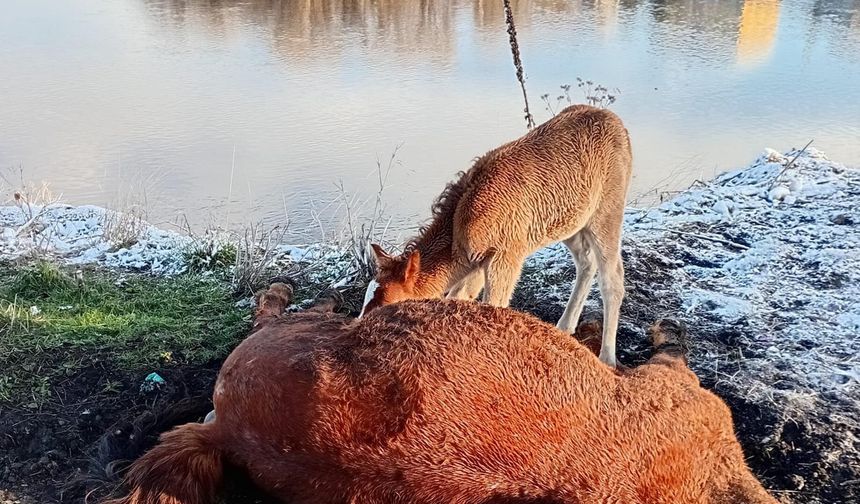 Tay, ölen annesinin başından ayrılmadı