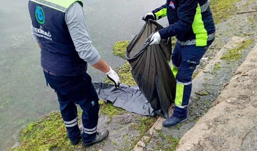 Tekirdağ'da ölü caretta caretta kıyıya vurdu
