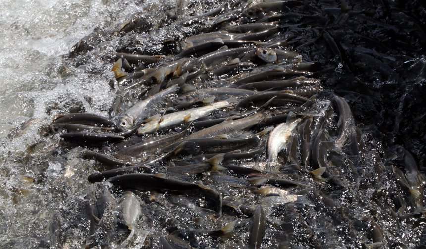 Yağışlar yüz güldürdü, inci kefali üreme sezonuna güçlü giriyor