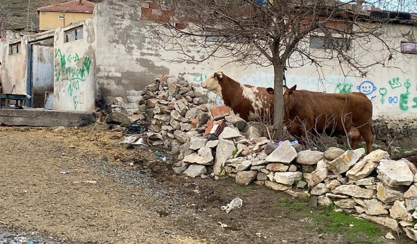 Yozgat'ta ahır çatısı çöktü; 6 büyükbaş kurtarıldı
