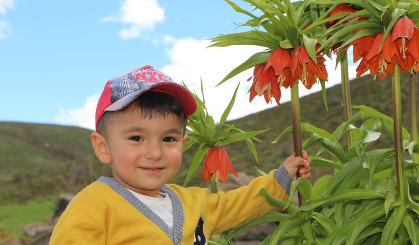 Karlıova'da ters laleler çiçek açtı; ziyaretçiler bölgeye akın etti
