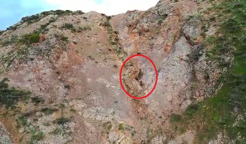 Kartal, ayı ve yavrularını takip etti; o anlar dronla görüntülendi