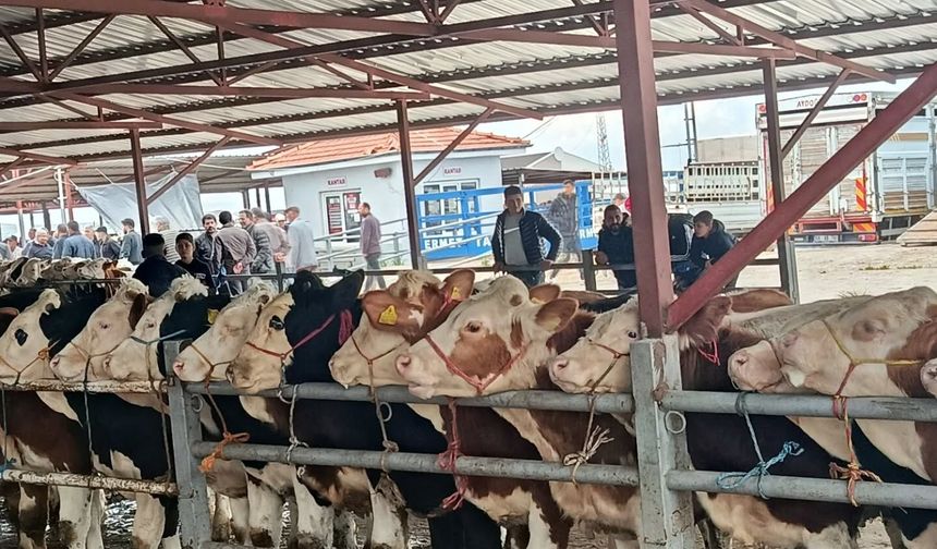 Kırşehir Hayvan Pazarı'nda bayram hareketliliği; rekortmen 'Pamuk' 380 bin lira