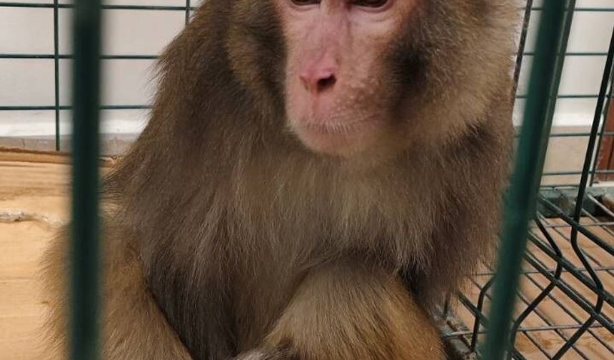 Köy yolunda bulunan 'Hint şebeği' cinsi maymun koruma altına alındı
