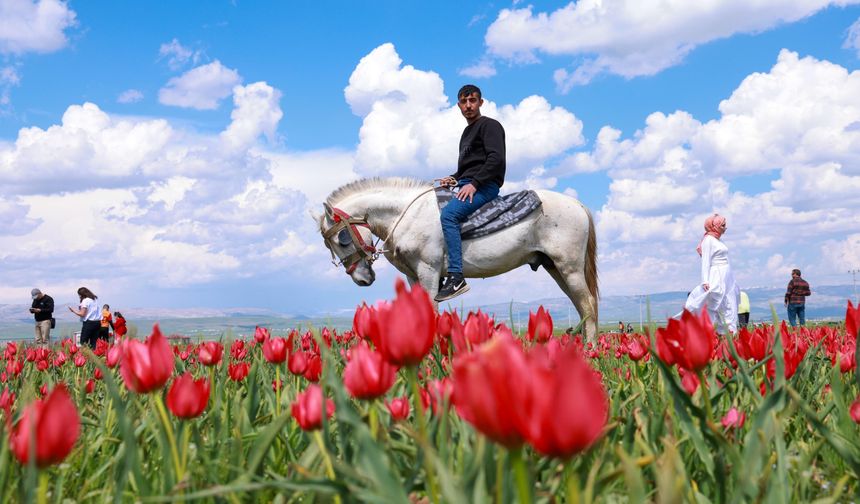Muş Ovası'nda lale zamanı